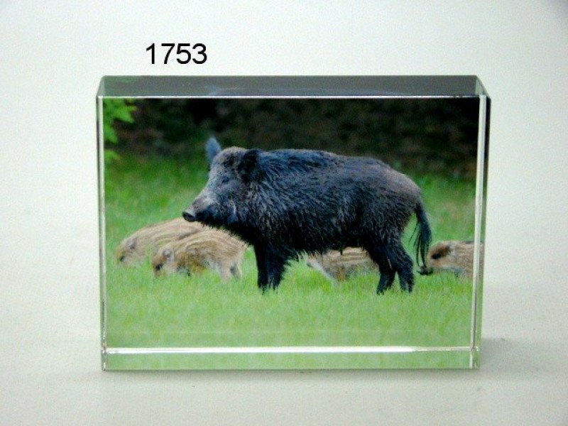 Wild zwijn glasblokje