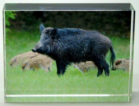 Wild zwijn met biggen glasblok decoratie, 8 x 6 cm