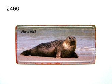 Vlieland magneet, zeehonden