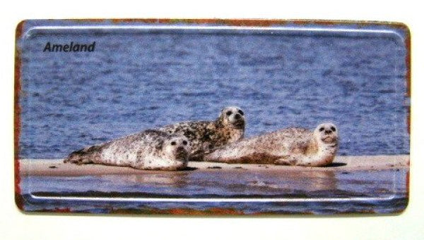 Ameland magneet zeehonden, 10 x 5 cm