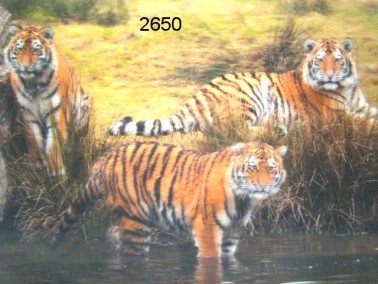 Tijger, 3D placemat