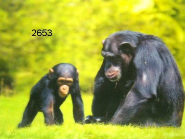 Chimpansee, 3D placemat