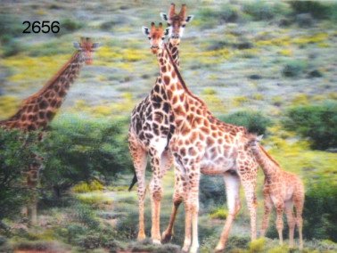 Giraffe, 3D Placemat