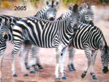 Zebra, 3D placemat
