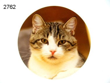 Houten decoratie poes, 15 cm