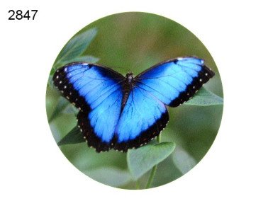 Houten decoratie blauwe vlinder, 15 cm
