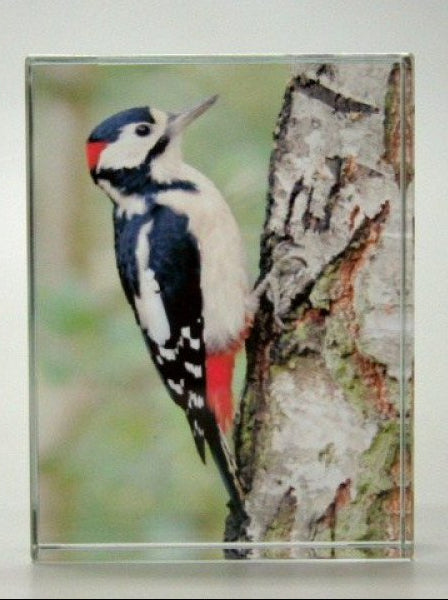 Specht glasblok decoratie, 8 x 6 cm