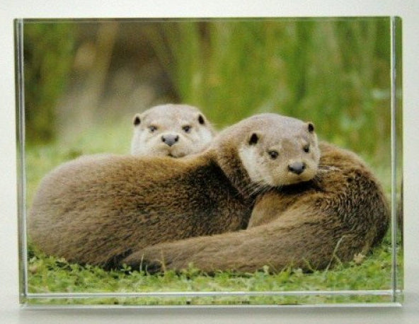 Otter glasblok decoratie, 8 x 6 cm