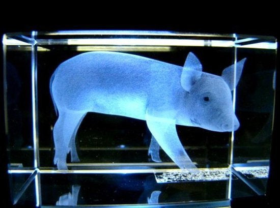 Varken glasgravure 3D, 8 x 5 cm
