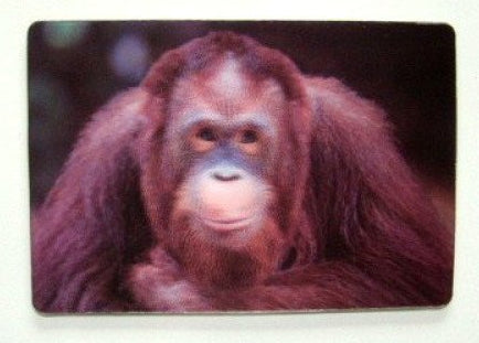 Orang oetan 3D magneet, 11 cm