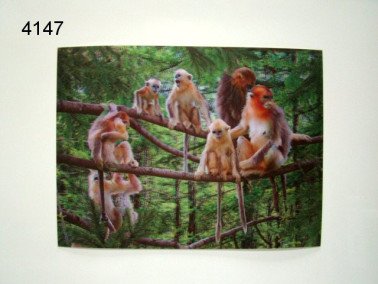 Gouden stompneusaap 3D poster, 30 x 40 cm