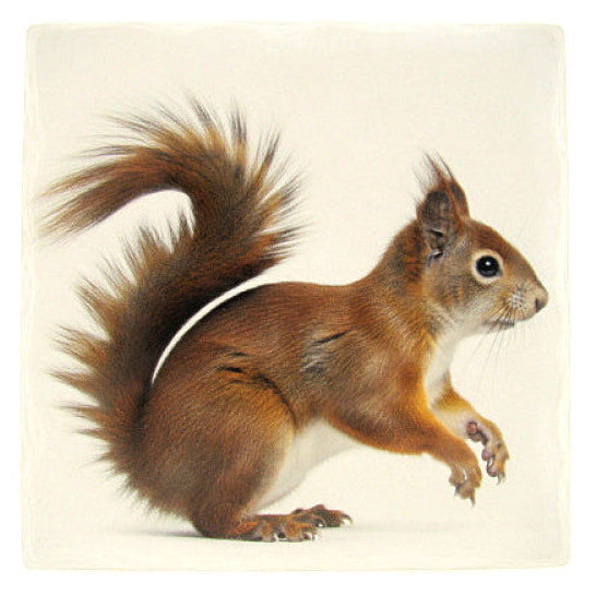 Eekhoorn tafelonderzetter, steen, 15 x 15 cm