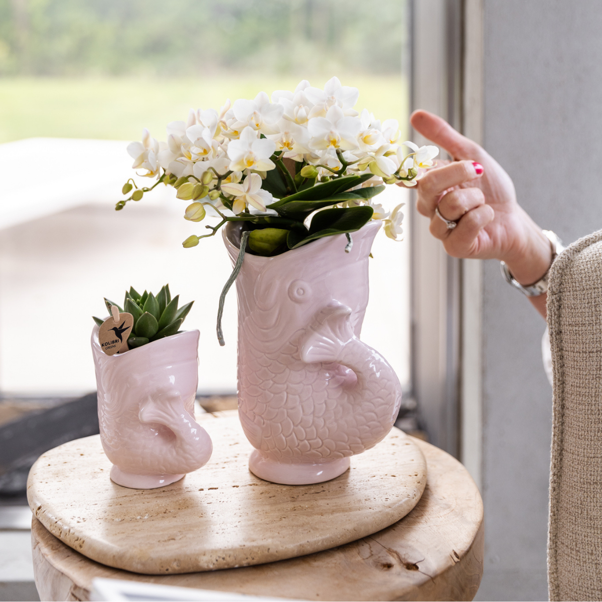 Witte Nazaré orchidee met vetplant in roze Fish potten, set, Ø 9 en 6 cm