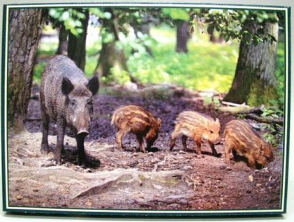 Wild zwijn met biggen legpuzzel, 1000 stukjes