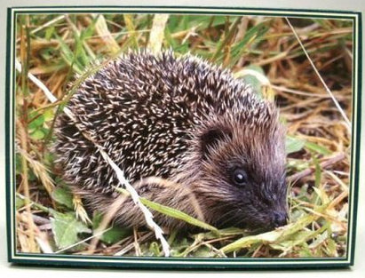 Egel legpuzzel, 1000 stukjes