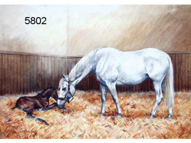 Mare and foal wenskaart, 14 x 20 cm