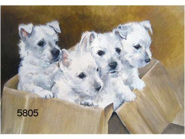 Box of tricks, wenskaart, 14 x 20 cm