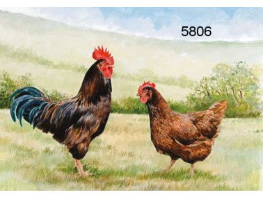 Rhode Island cock & hen wenskaart, 14 x 20 cm