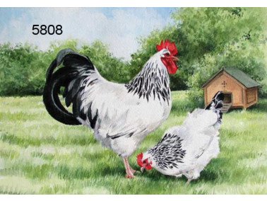 Light sussex cock & hen wenskaart, 14 x 20 cm