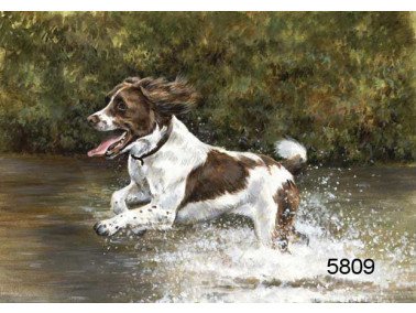 Making a splash wenskaart, 14 x 20 cm