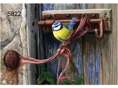 Blue tit, wenskaart, 14 x 20 cm