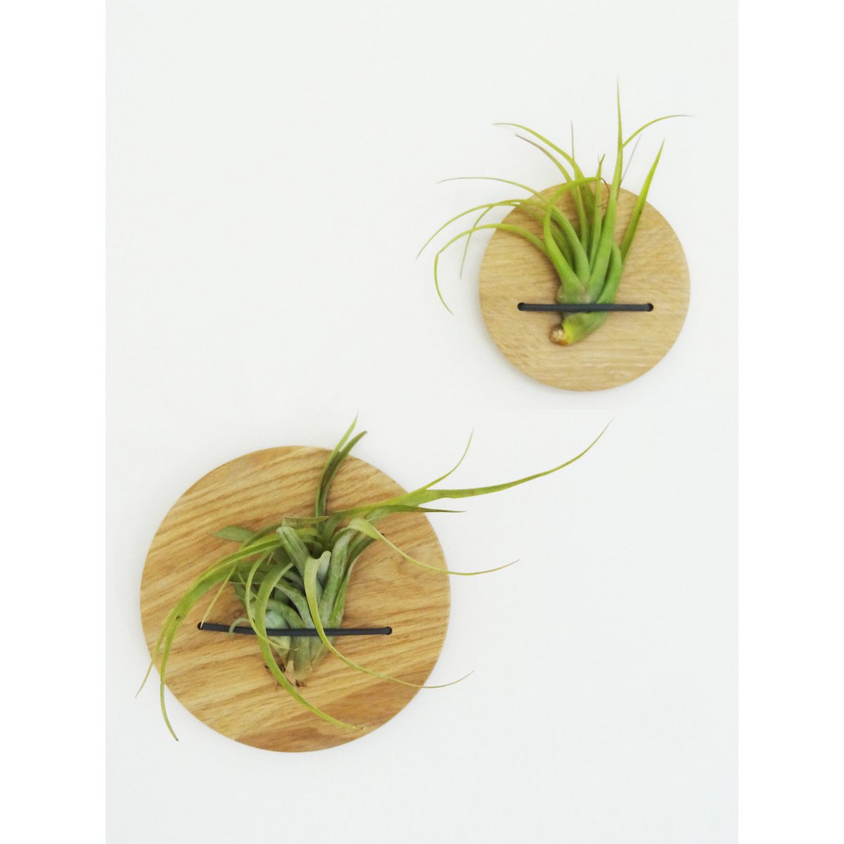 Houten luchtplantenhouders set, inclusief 2 luchtplanten, Ø 10 en 15 cm