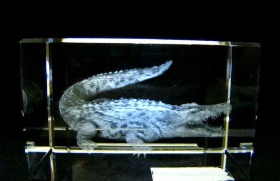 Krokodil glasgravure 3D, 8 x 5 cm