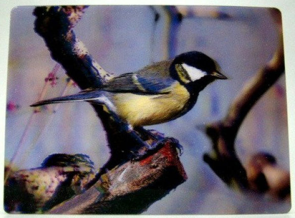 Koolmees, 3D ansichtkaart