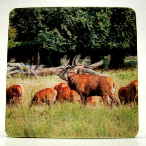 Edelhert 3D onderzetter, 8,5 x 8,5 cm