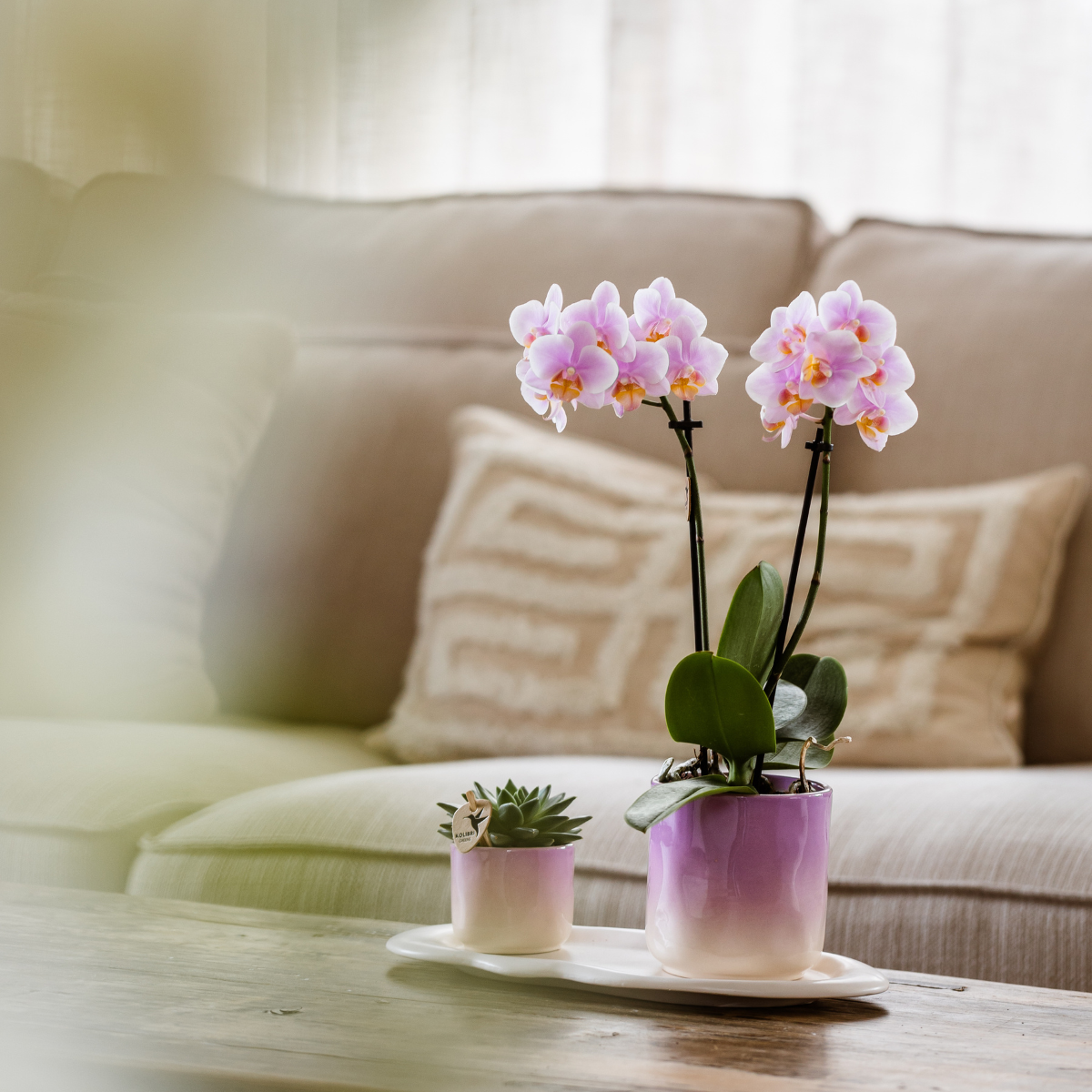 Paarse Phalaenopsis Vienna met succulent, Valentijnsset met sierpotten en dienblad, 45 cm