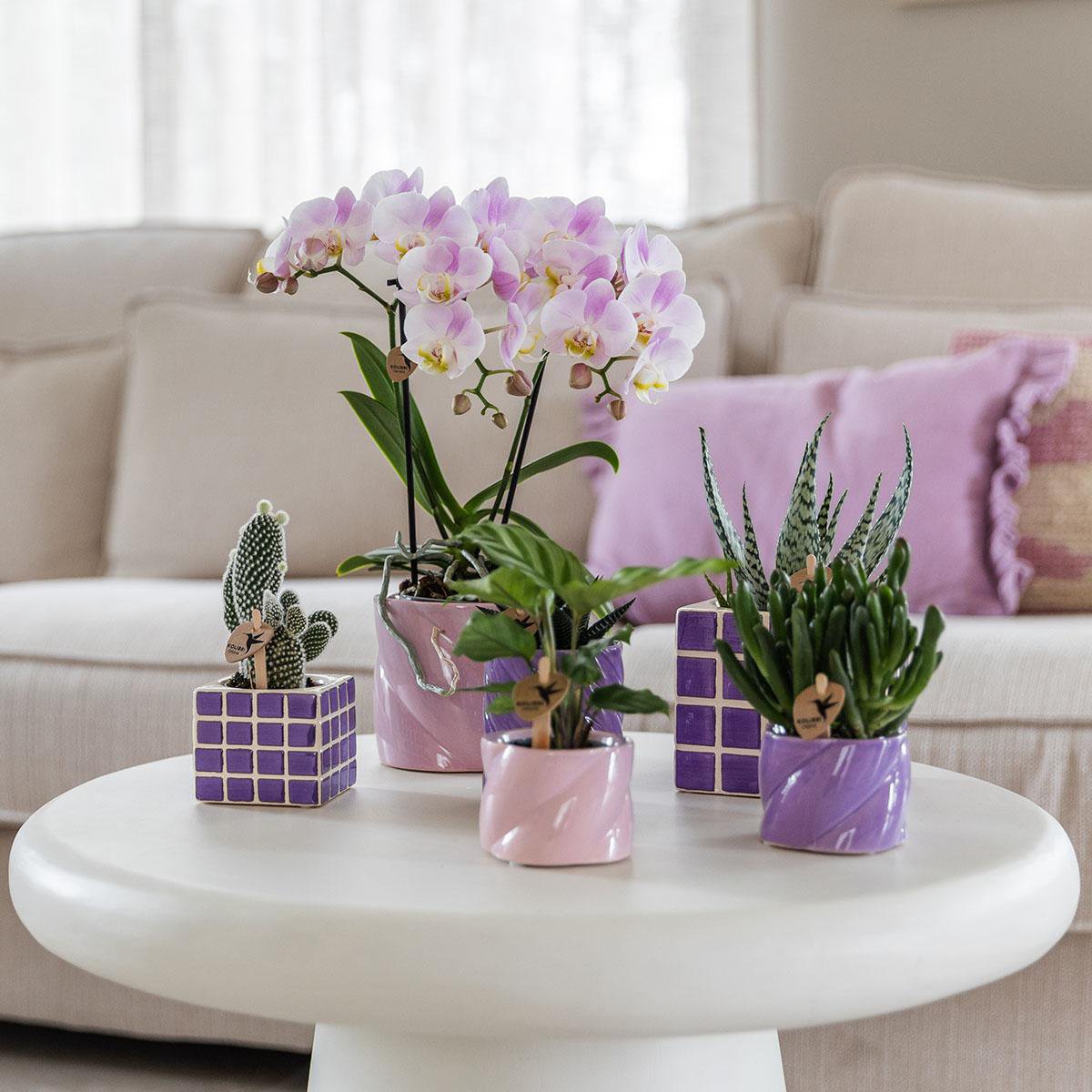 Roze Phalaenopsis orchidee Portugal, 35 cm, potmaat Ø 9 cm