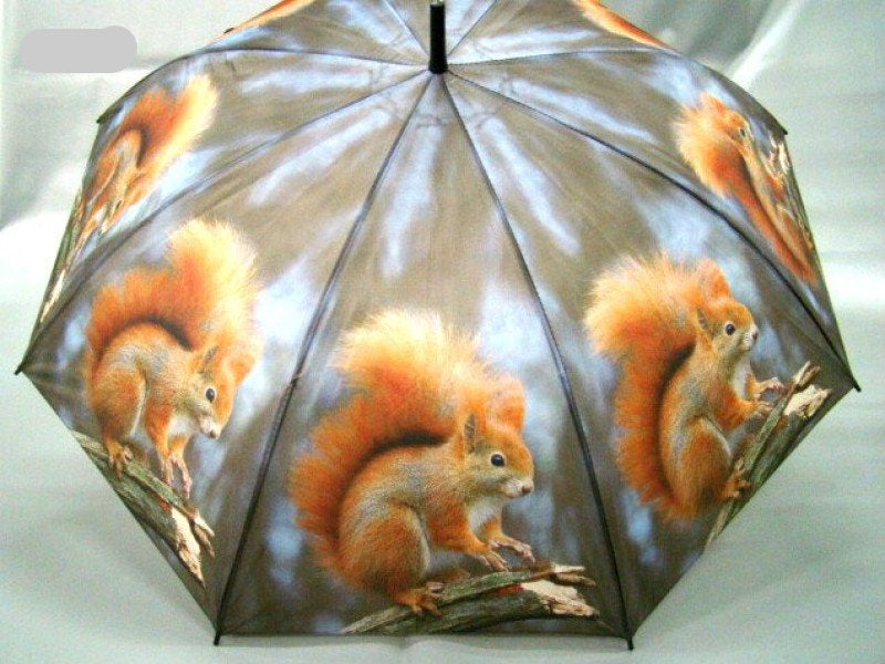 Eekhoorn paraplu, 84 cm