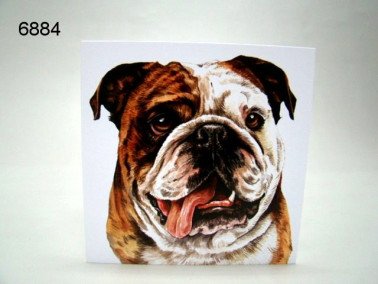 Bulldog, wenskaart, 16 x 16 cm