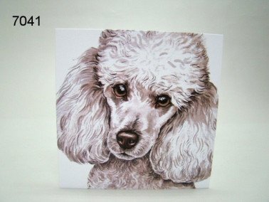 Poedel, wenskaart, 16 x 16 cm