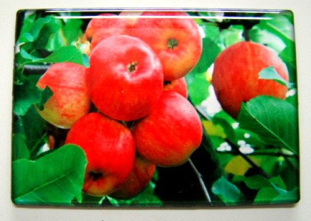 Appel magneet rood met bladeren, 8 x 5,5 cm