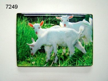 Geitenlammetjes magneet