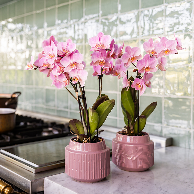 Surprise Box met 2 Phalaenopsis orchideeën in dezelfde kleur, potmaat Ø 9 cm