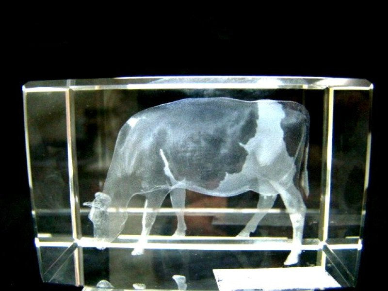 Koe glasgravure 3D, 8 x 5 cm