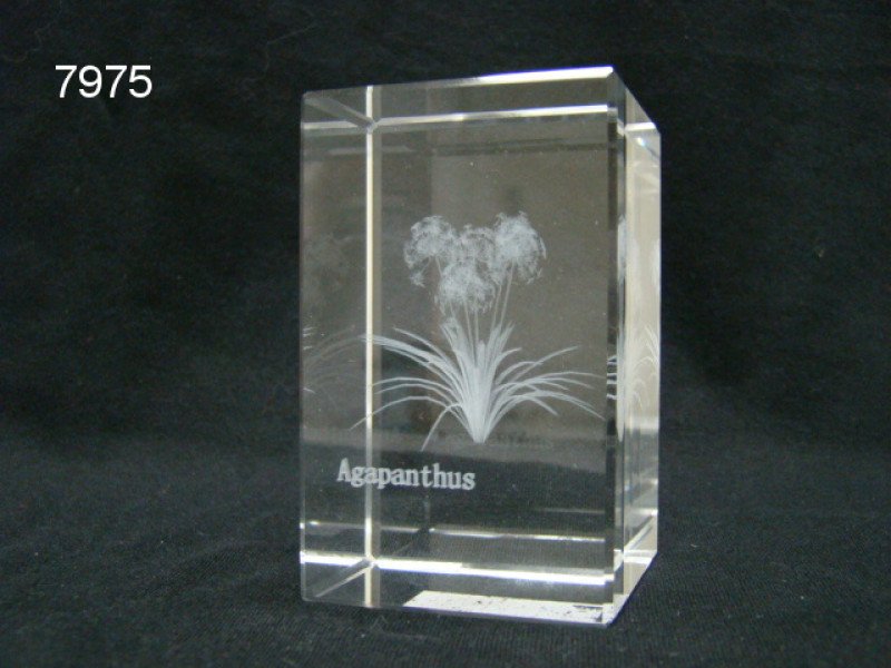 Agapanthus glasblokje