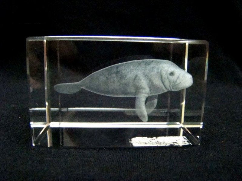 Zeekoe glasgravure 3D, 8 x 5 cm