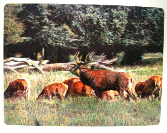Edelhert 3D placemat, 29,5 x 39,5 cm