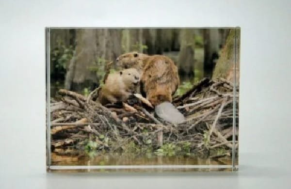 Bever glasblokje
