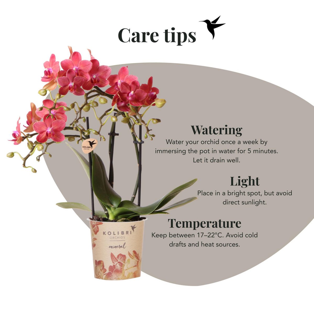 Rode Phalaenopsis orchidee Congo, 35 cm, potmaat Ø 9 cm