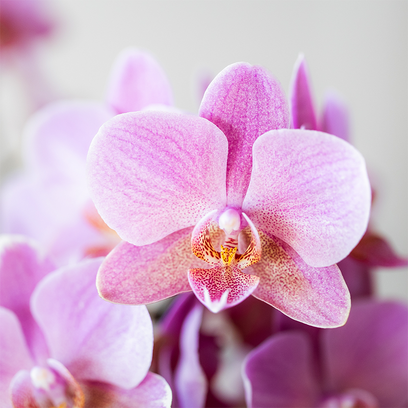 Oudroze Phalaenopsis orchideeën Treviso, combi deal 2 stuks, 45 cm, potmaat Ø 9 cm