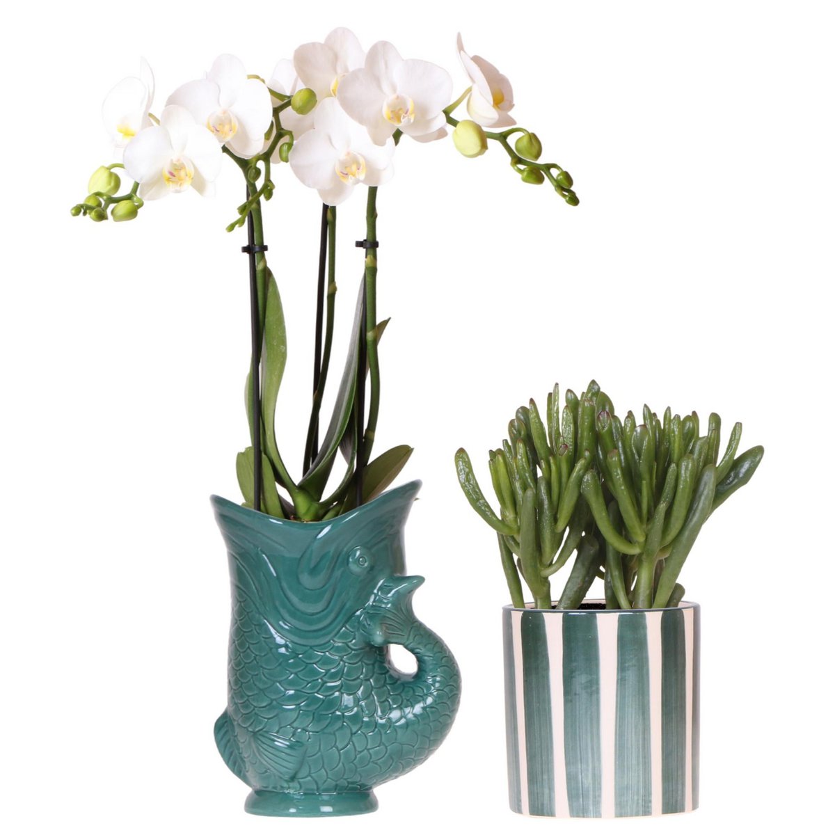 Witte Amabilis orchidee met Crassula Hobbit, set met groene sierpotten, Ø 9 cm