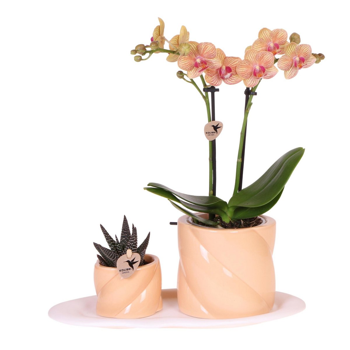 Phalaenopsis orchidee met groene plant en Optimism peach sierpotten, set, 35 cm