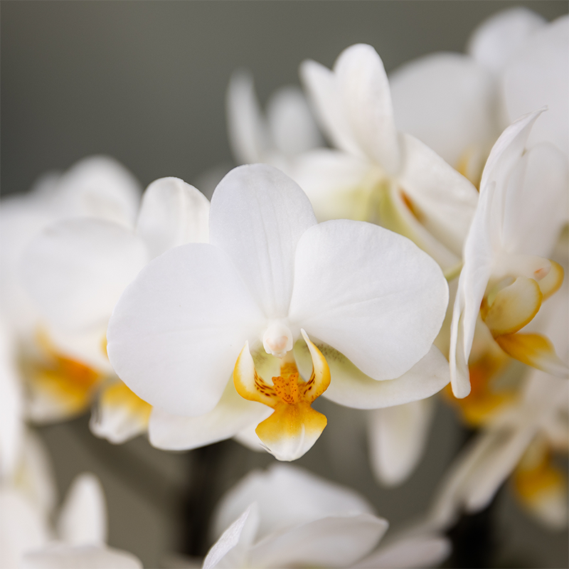 Surprise Box met 2 Phalaenopsis orchideeën in dezelfde kleur, potmaat Ø 9 cm