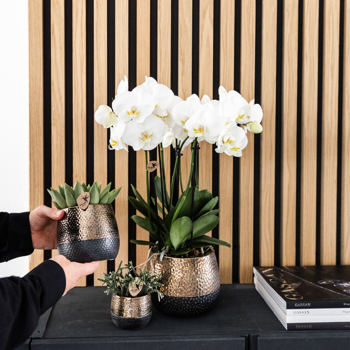 Witte Phalaenopsis orchideeën, combi deal 2 stuks, 45 cm, potmaat Ø 12 cm