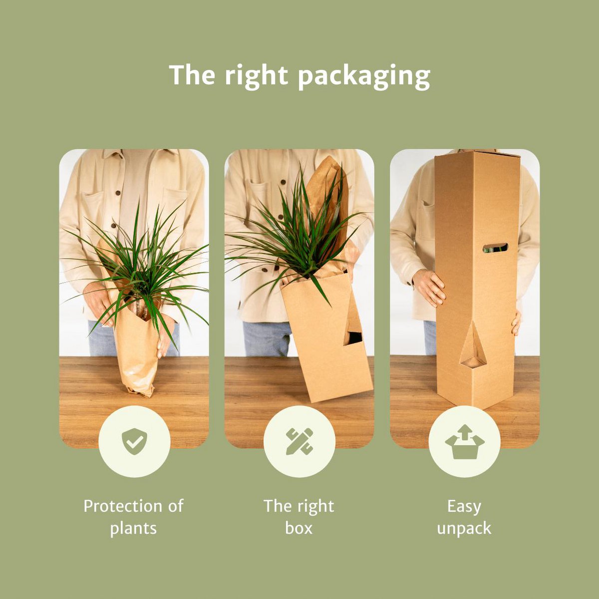 Kamerplanten verrassingsbox, 10 stuks, Ø 12 cm, hoogte tot 35 cm