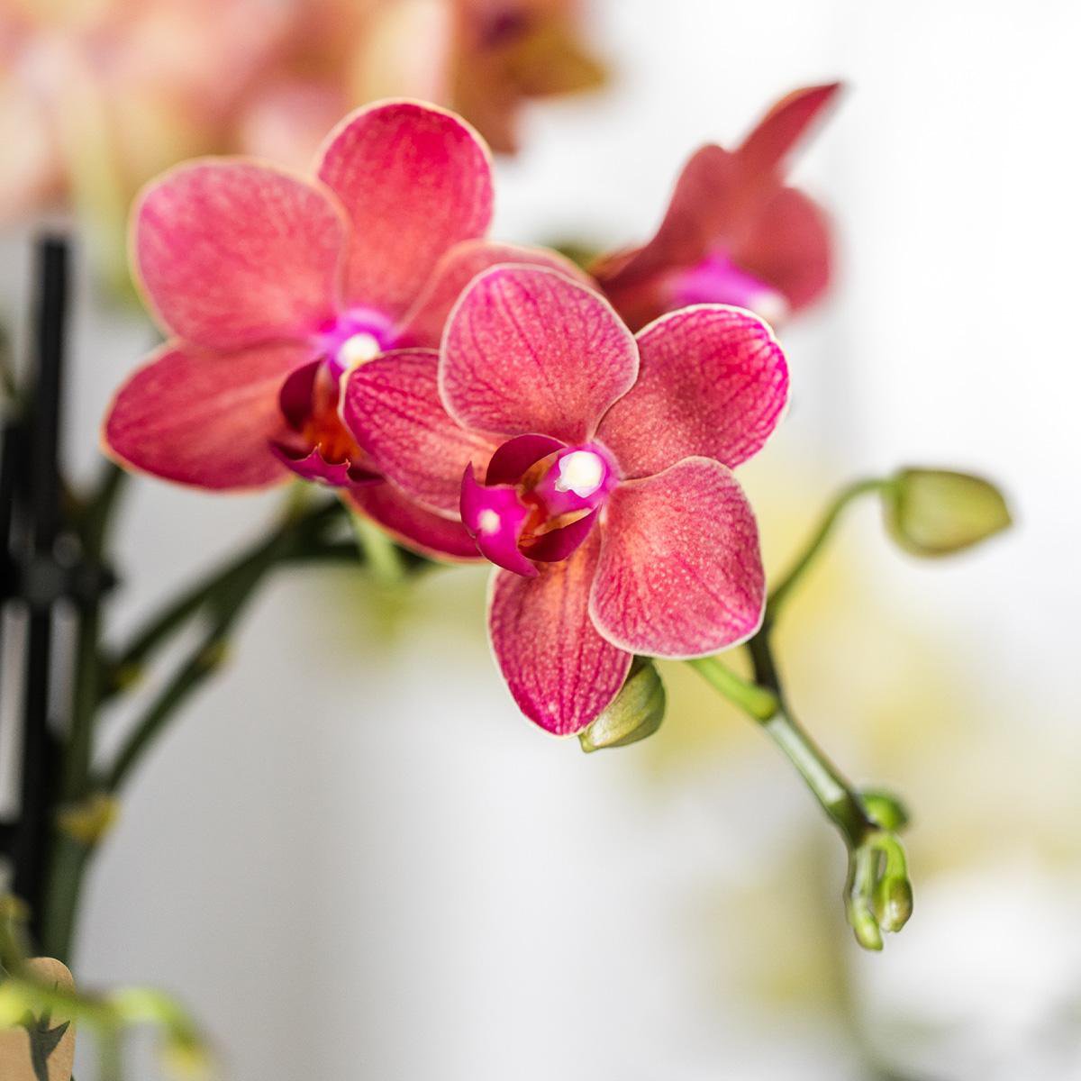 Rode Phalaenopsis orchidee Congo, 35 cm, potmaat Ø 9 cm